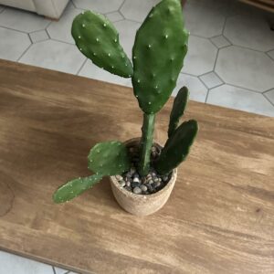 Cactus avec pot
